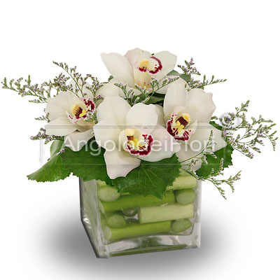 Acquistare Online Piante Di Orchidee