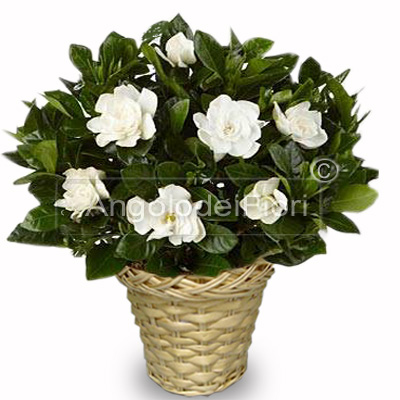 Pianta di gardenia bianca