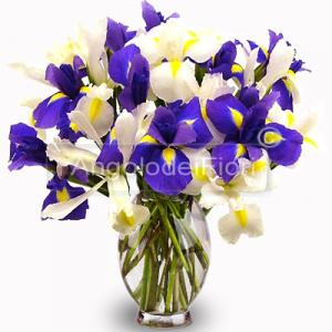 Bouquet di Iris Bianchi e Blu