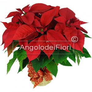 Beautiful Poinsettia Plant