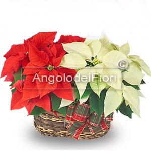 Basket of Poinsettias