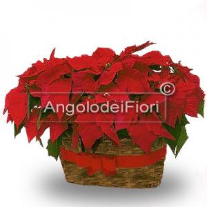 Basket of Poinsettias Red