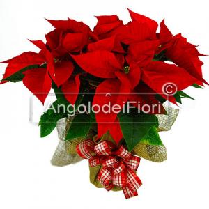 Stella di Natale Confezione Media