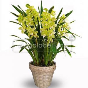 Cymbidium Orchid Plant