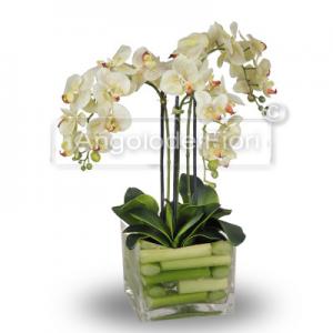 Beautiful Phalaenopsis Orchid Plant