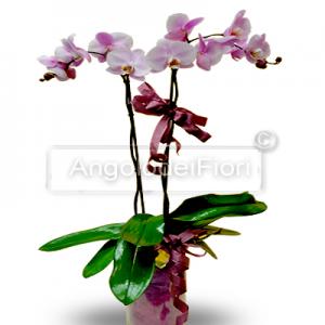 Orchidea Phalaenopsis colore viola