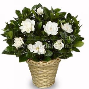  White gardenia plant