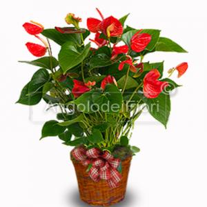 Pianta di Anthurium