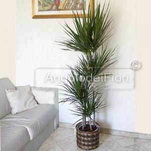 Pianta di dracena marginata