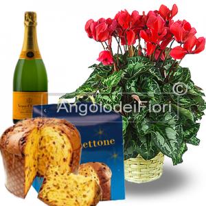 A Natale invia i tuoi auguri con un bellissimo ciclamino abbinato a panettone e spumante.